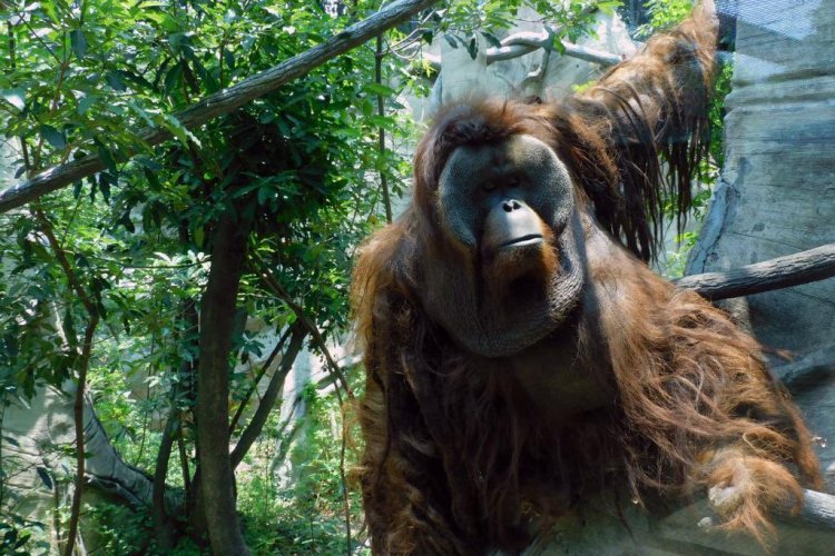 Fallece 'Toto' orangután del zoológico de Chapultepec