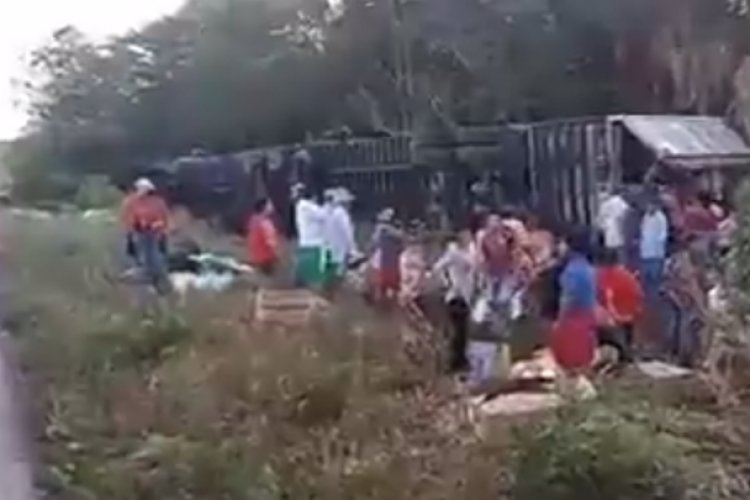 Rapiñan pavos de tráiler volcado en Campeche