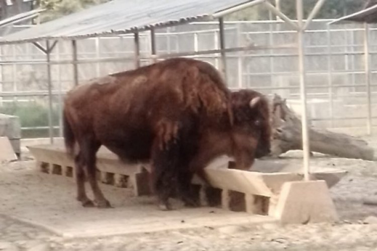 Murió ´La Diabla´, la bisonte más longeva de la CDMX