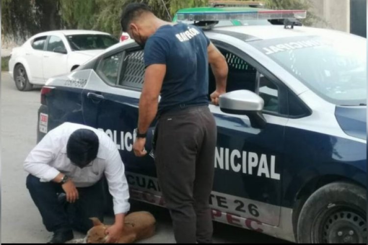 Agreden a perrito con pirotecnia en Ecatepec
