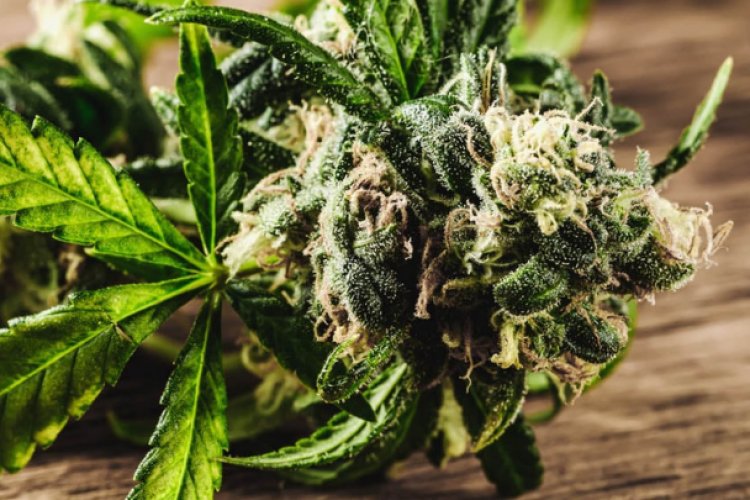 SCJN despenaliza uso lúdico de la Marihuana