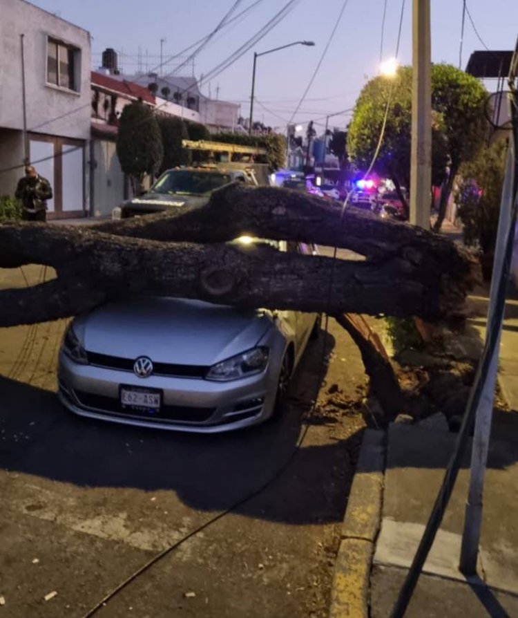 Árbol de 15 metros cae sobre autos en Coyoacán