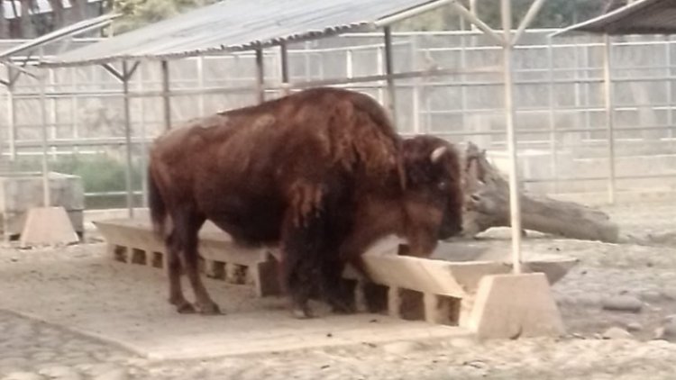 Murió ´La Diabla´, la bisonte más longeva de la CDMX