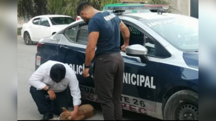 Agreden a perrito con pirotecnia en Ecatepec