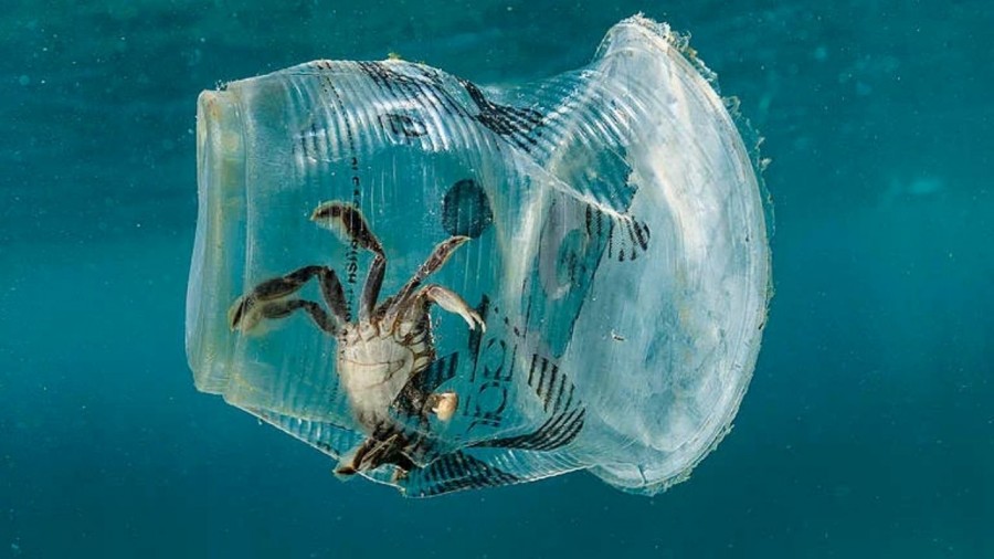 Reportan más de 700 toneladas de basura en Acapulco
