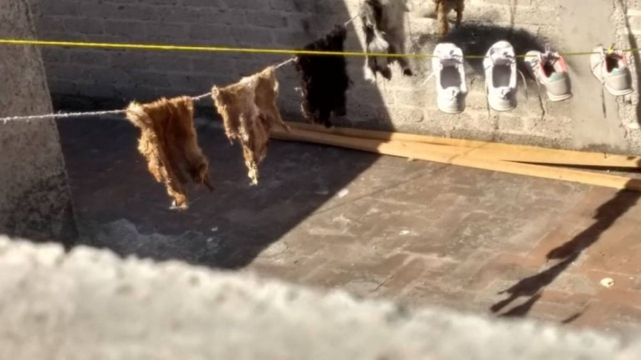 Habitantes de Nezahualcóyotl utilizan animales callejeros para rituales