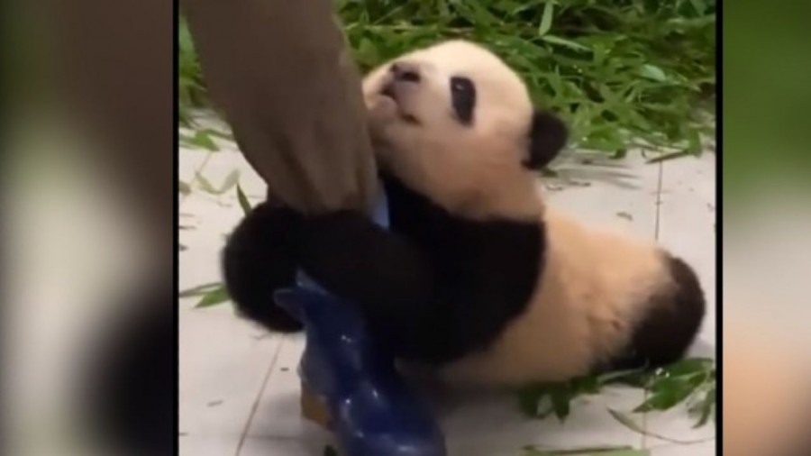 Tierno panda cautiva redes sociales