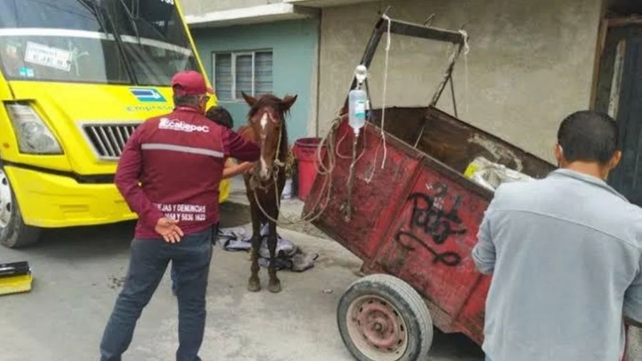 Ecatepec prohibió el empleo animal para traslado de residuos