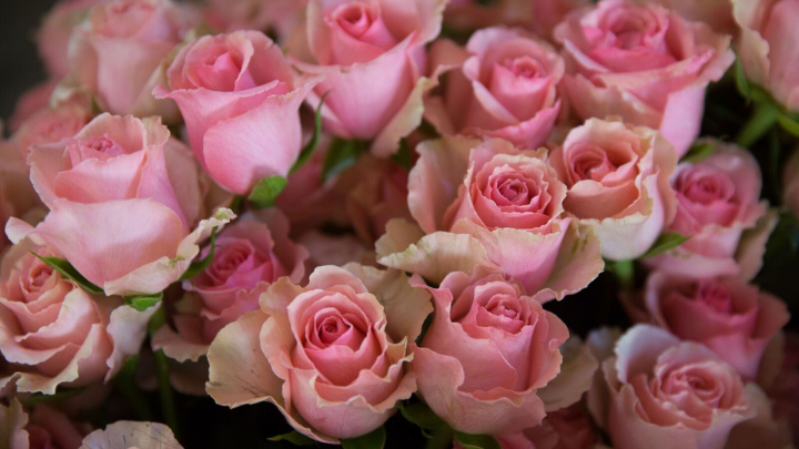 Esperan derrama económica de 497 mdp por venta de flores