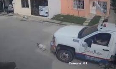 Pipa de gas mata a perrito en Villahermosa