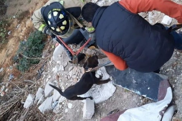 Rescatan a 19 perros y 10 aves en Coacalco