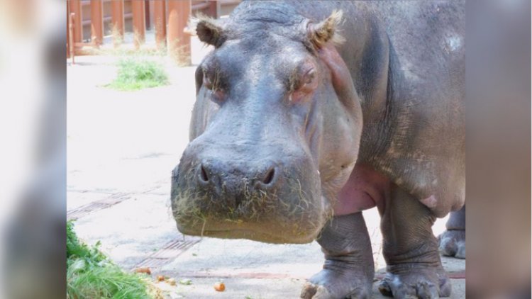 Fallece la hipopótama inés en el Zoológico de Aragón