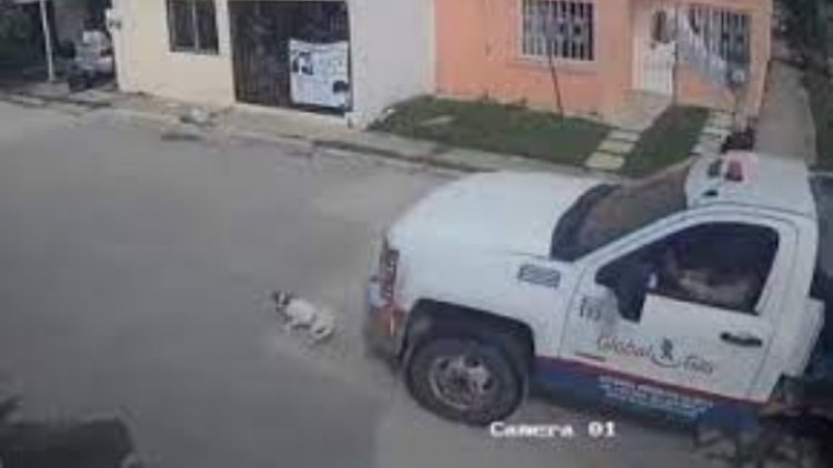 Pipa de gas mata a perrito en Villahermosa