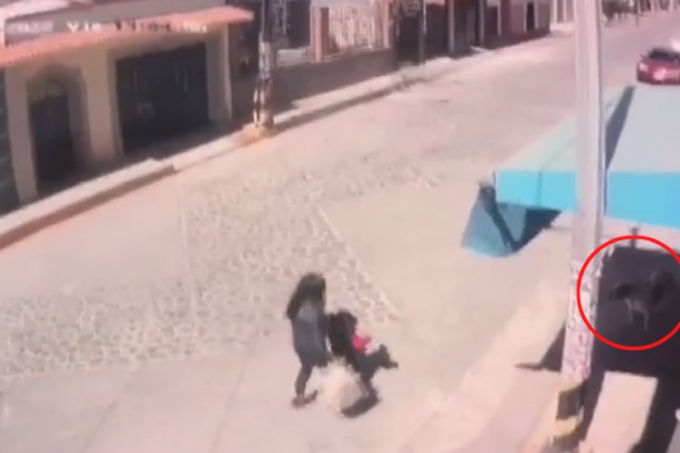 Niña es atacada por perro en Melchor Ocampo