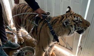 Rescatan a tigre de vivienda en Chimalhuacán