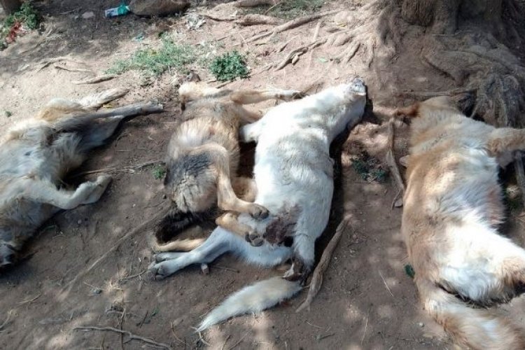 Envenenan a 10 perros en Tulancingo