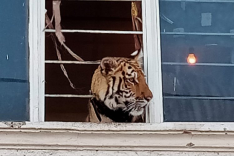 Tienen un tigre por mascota en Chimalhuacán