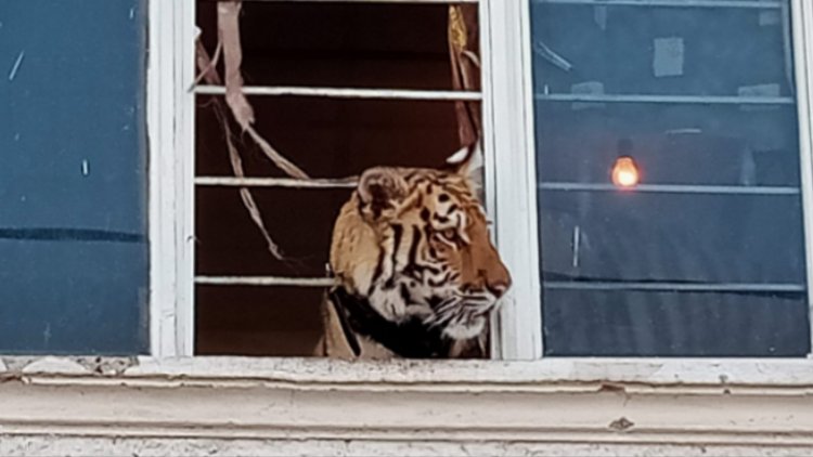 Tienen un tigre por mascota en Chimalhuacán