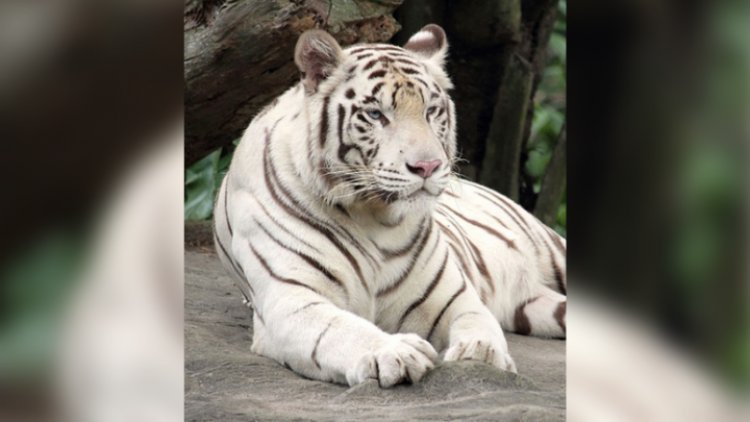 Denuncia Profepa ejecución de tigre en Querétaro