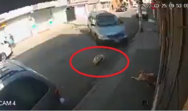 Conductor de camioneta intenta atropellar a perrito en Toluca