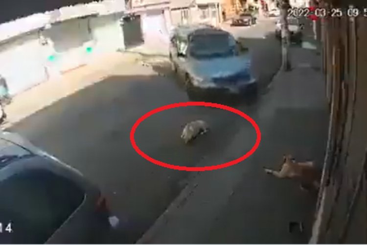 Conductor de camioneta intenta atropellar a perrito en Toluca