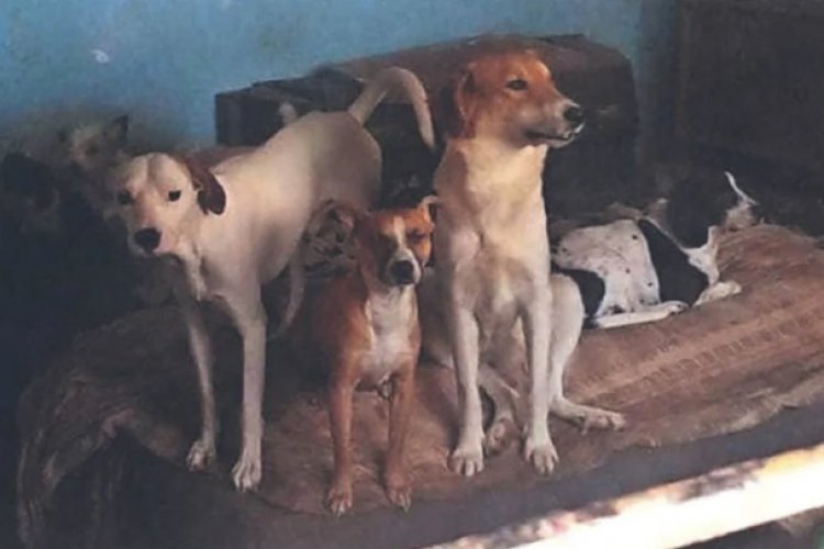 Sujetos que vendían carne de perro a taquerías en Tultitlán enfrentan acusación en libertad