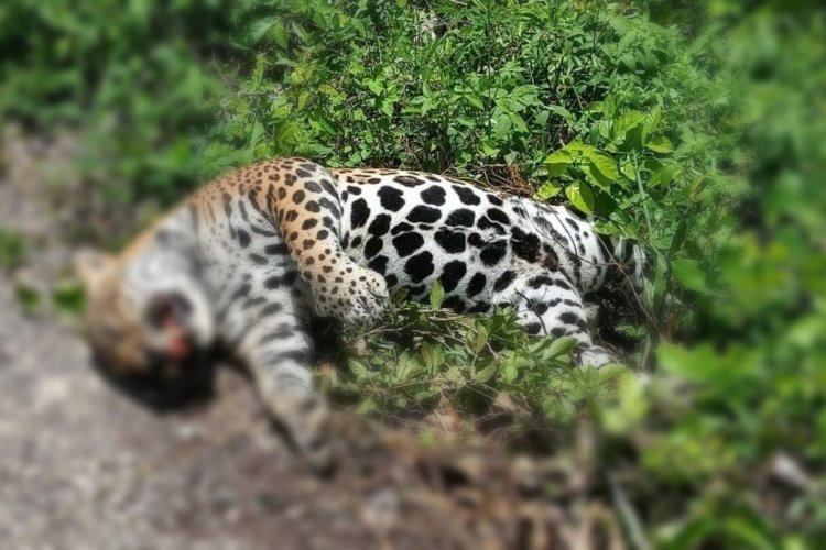 Encuentran un jaguar muerto en tramo federal de la Zona Maya 