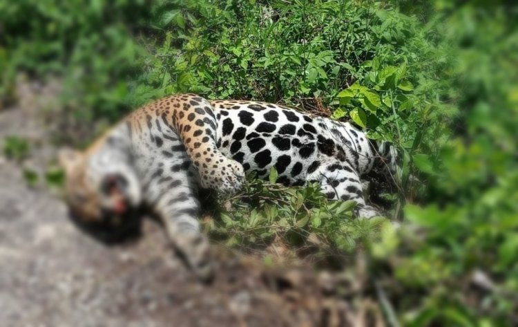 Encuentran un jaguar muerto en tramo federal de la Zona Maya 