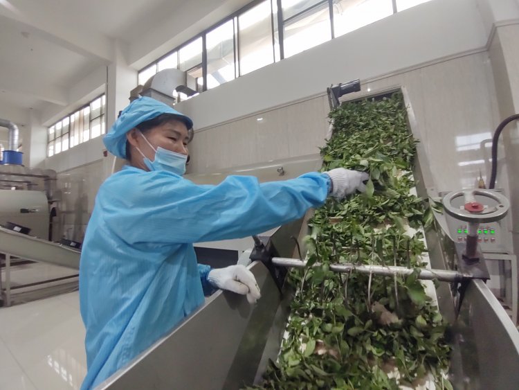 China: té y “hierbas divinas” tras la industria e investigación científica en Chang´an