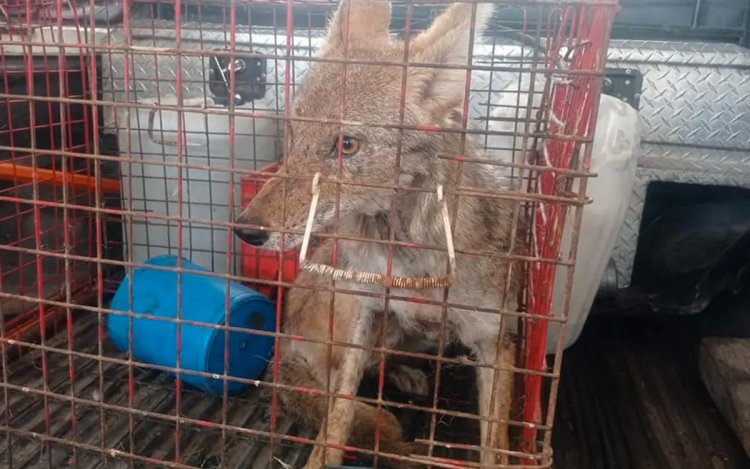 Encuentran un coyote cachorro en un Colegio de Bachilleres del Edomex