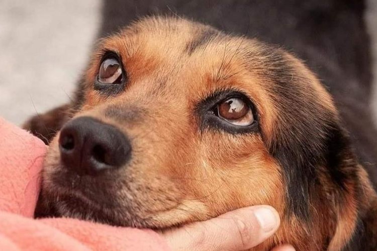 Inicia rescate de perros de matadero en Neza