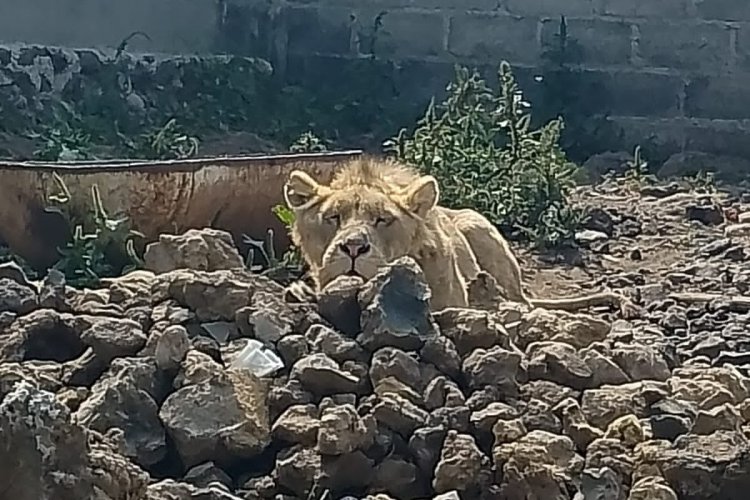 Encuentran a león en predio de Chalco