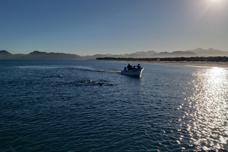 Rescatan a 17 delfines varados en La Paz