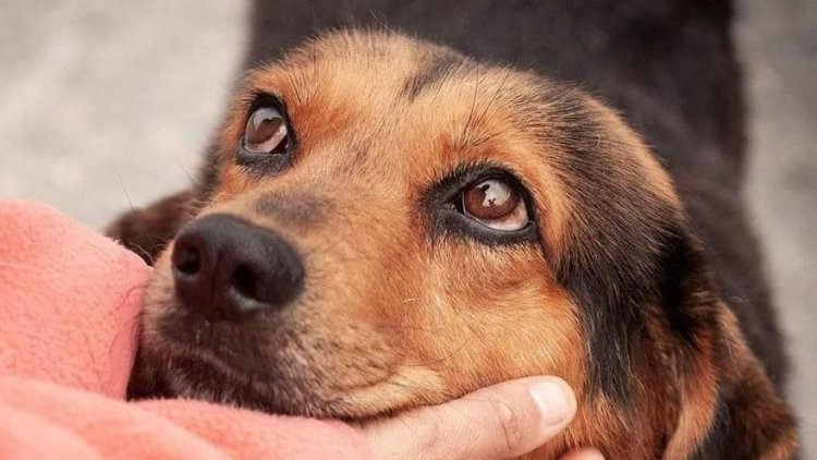 Inicia rescate de perros de matadero en Neza