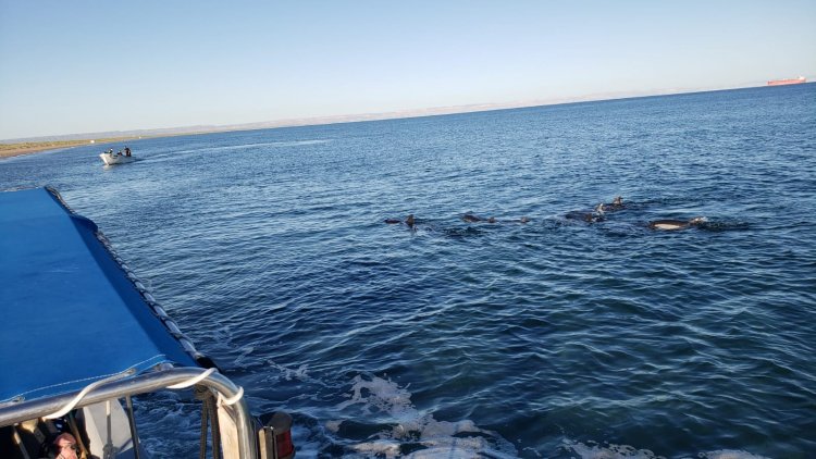 Rescatan a 17 delfines varados en La Paz