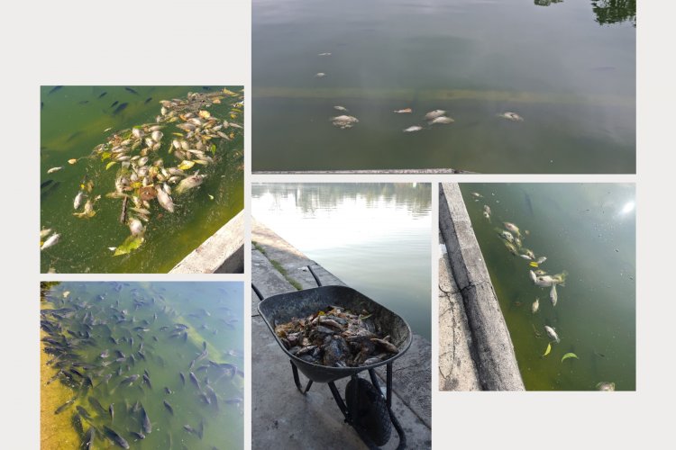 Reportan muerte masiva de peces en Lago de Chapultepec