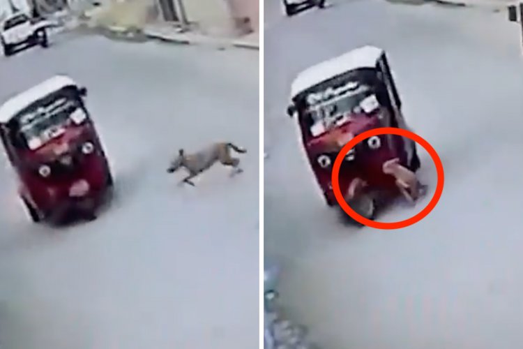 Perrito ‘atropella’ a un mototaxi en Oaxaca