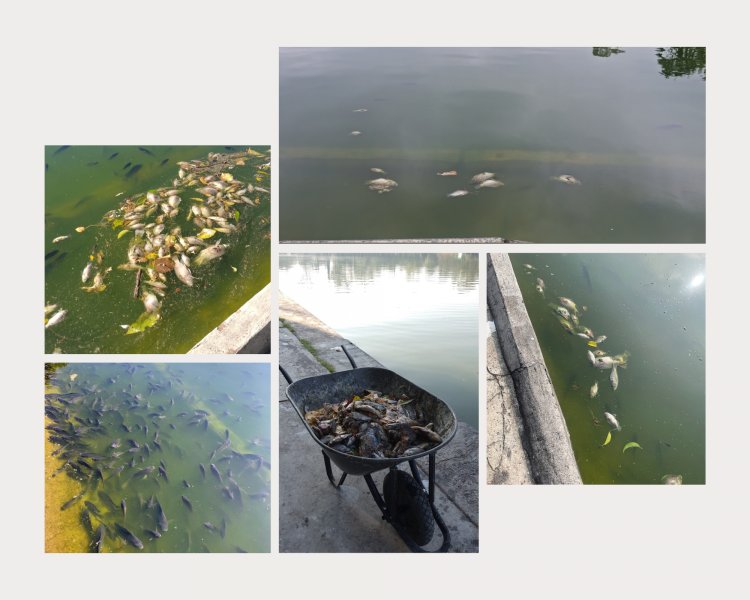 Reportan muerte masiva de peces en Lago de Chapultepec