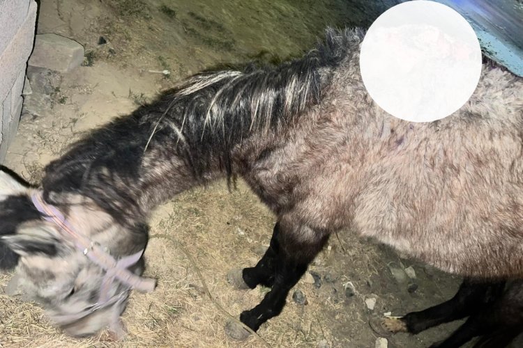 Ambientalistas rescatan a caballo maltratado en Chalco