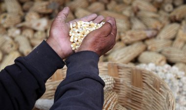México aplica arancel de 50 por ciento a exportación de maíz blanco