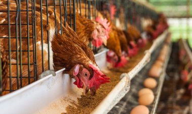 Precio del pollo y el huevo se elevan por gripe aviar