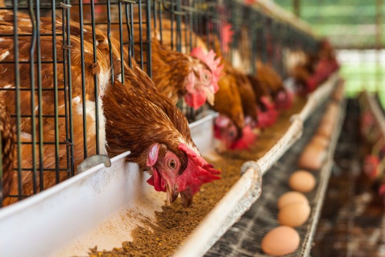 Precio del pollo y el huevo se elevan por gripe aviar