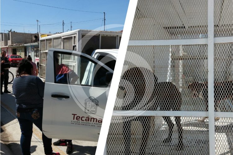 Rescatan a camada de perros de casa abandonada en Tecámac