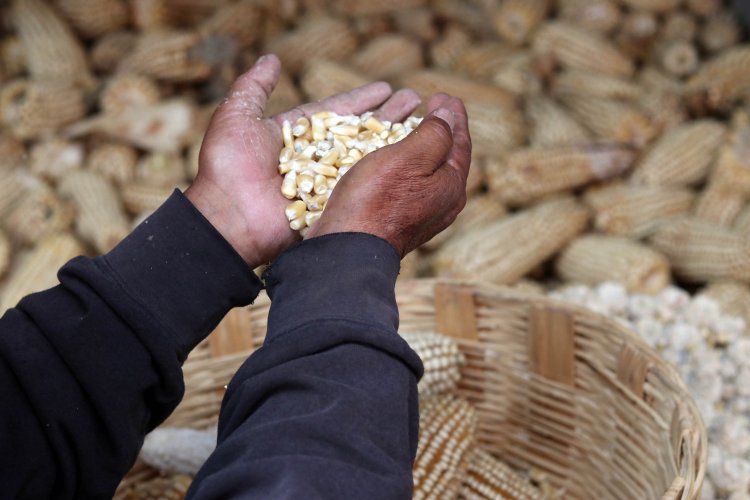 México aplica arancel de 50 por ciento a exportación de maíz blanco