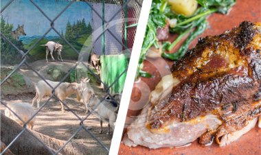 En la cena de Año Nuevo, así terminaron los animales del zoológico de Guerrero