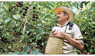 La falta de apoyos para fertilizantes y la disminución de precios de café afectan a los productores