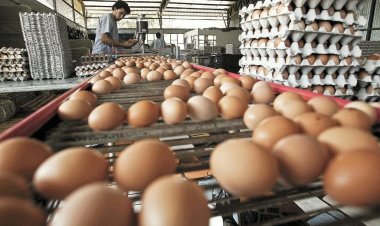 Jalisco, mayor productor de huevo, con el precio más alto del producto