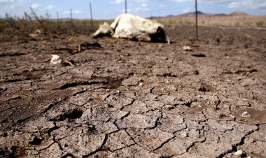 Empieza muerte de ganado en Durango; prevén aumento en próximos meses