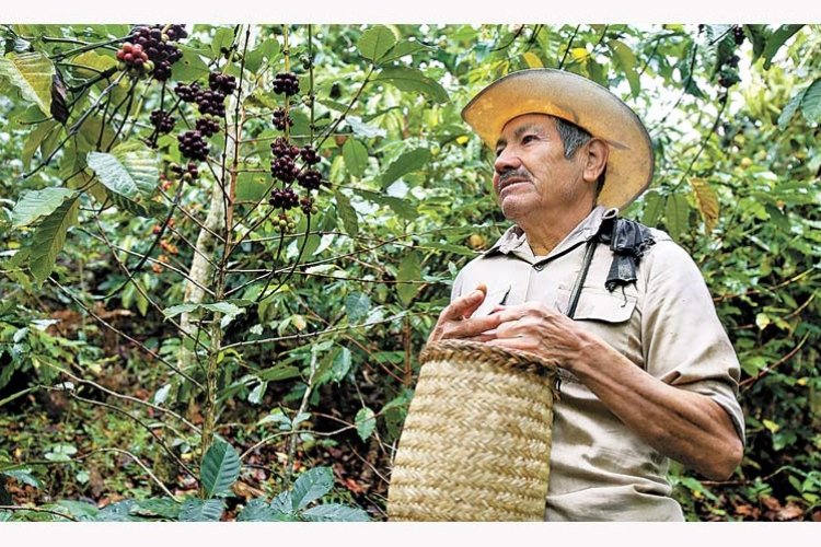 La falta de apoyos para fertilizantes y la disminución de precios de café afectan a los productores