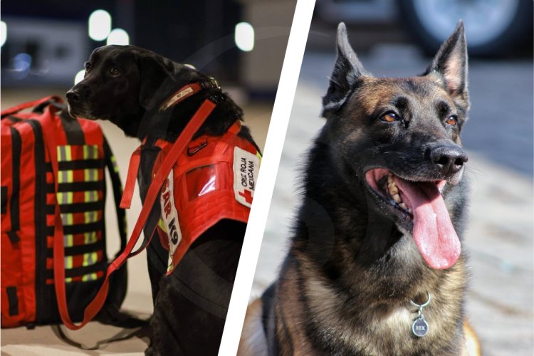 Ellos son July y Rex, los perros rescatistas mexicanos que apoyarán en Turquía
